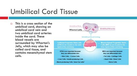 PPT - Umbilical Cord Tissue Presentation PowerPoint Presentation, free ...