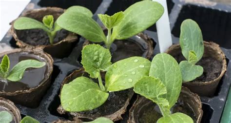 What Does a Zucchini Seedling Look Like? - GreenThumbsGuide