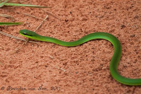 Daily Travel Photo: Green Snake Slither - Cerro Cora National Park