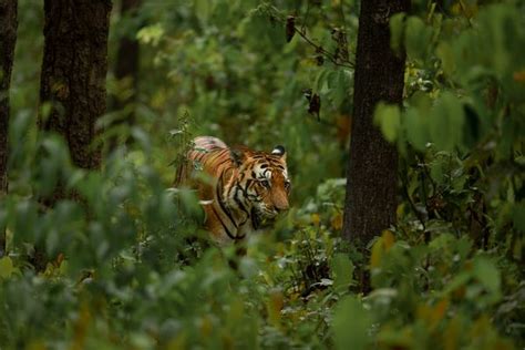 Kanha National Park Tiger Safari in India - Tiger Safari in Kanha