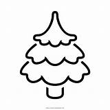 White Pine Tree Coloring Pages Coloring sketch template