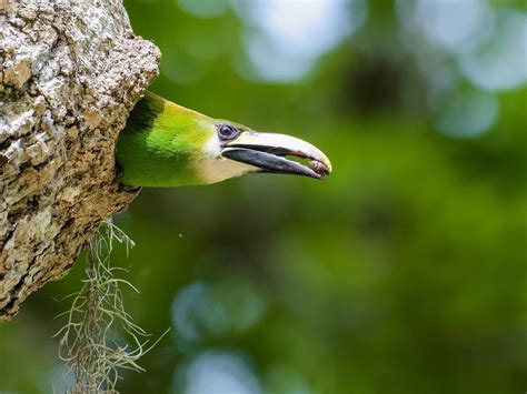 Baby Toucans: All You Need to Know (with Pictures) | Birdfact