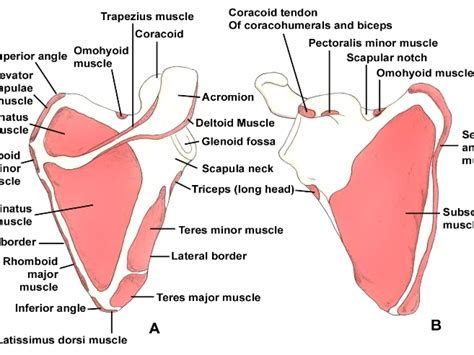 Lateral Angle Of Scapula