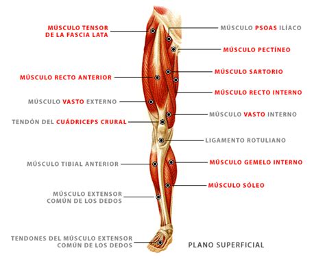 Anatomía de los músculos de las piernas - Musculación Total