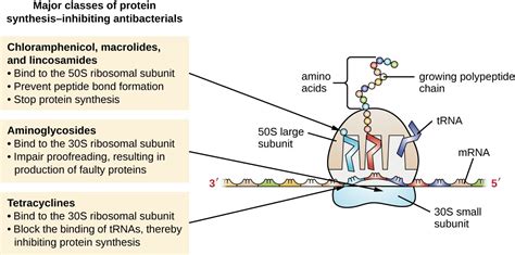 Mechanisms of Antibacterial Drugs | Microbiology: Health and Disease