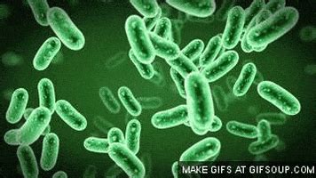 Bacteria GIFs - Get the best GIF on GIPHY