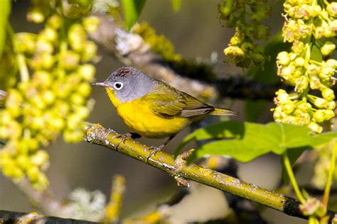 Nashville Warbler — Eastside Audubon Society