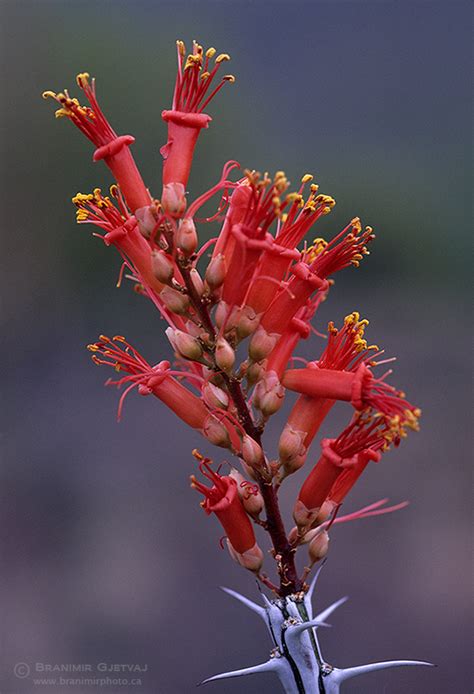 Ocotillo in bloom. Arizona, USA | Branimir Gjetvaj Photography