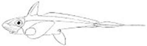 Bear Gulch Male Echinochimaera meltoni Paleozoic Fish Fossil