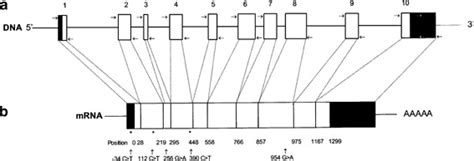 Schematic representation of the AHCY gene. (a) The coding regions are ...