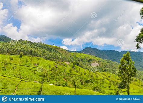 Tea Gardens at Munnar, stock photo. Image of hills, munnar - 272557788