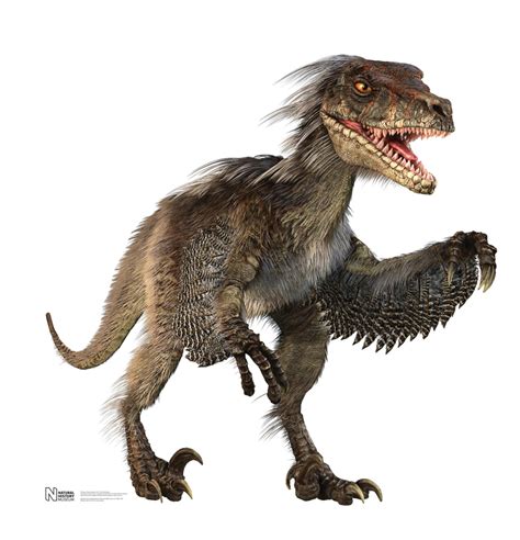 Velociraptor | Everything Dinosaurs Wiki | FANDOM powered by Wikia