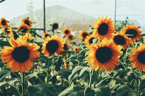 Foto de stock gratuita sobre amarillo dorado, Apolo, campo de girasoles