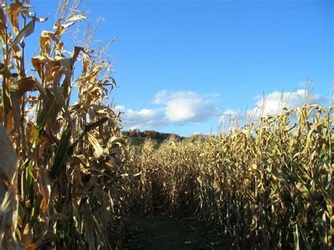 6 Tips for Tackling the Corn Maze with Kids