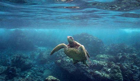 Best Snorkeling in Maui: Can’t Miss Snorkeling Spots