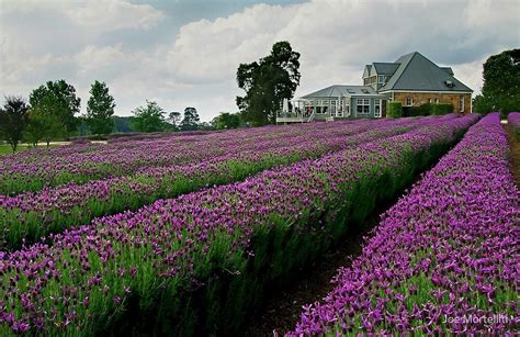 "Lavender Farm Daylesford Victoria" by Joe Mortelliti | Redbubble