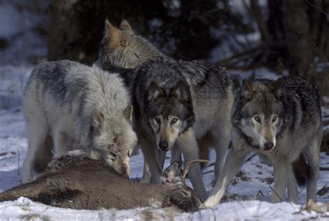 Grey wolf pack feeding on deer {Canis lupus} Canada. Captive. Stock Photo 4070-1643 : Superstock