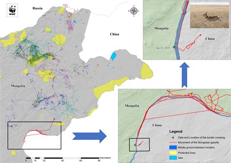 Migration of the Mongolian gazelle in trans-boundary areas has been ...