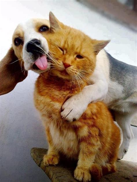 Why Do Dogs Lick Cats