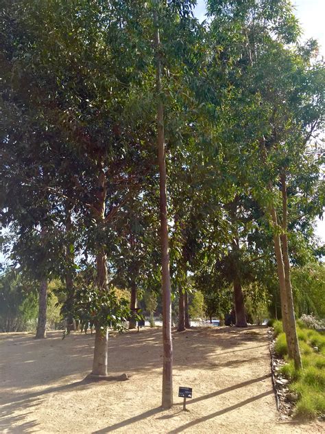 Spotted Gum - Corymbia maculata - Royal Botanical Gardens, Cranbourne, Australia