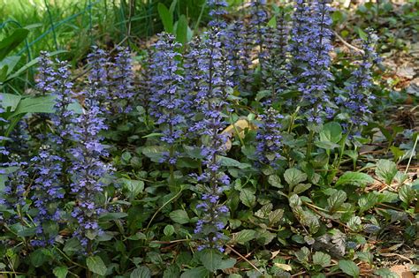 The humble Bugle - flower of woodland glades - Plant - Bite Sized Britain - Britain’s amazing ...