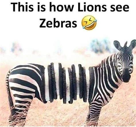 Funny Zebra Quotes - ShortQuotes.cc