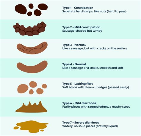 Understanding the Role of Stool Characteristics in Assessing Digestive Health