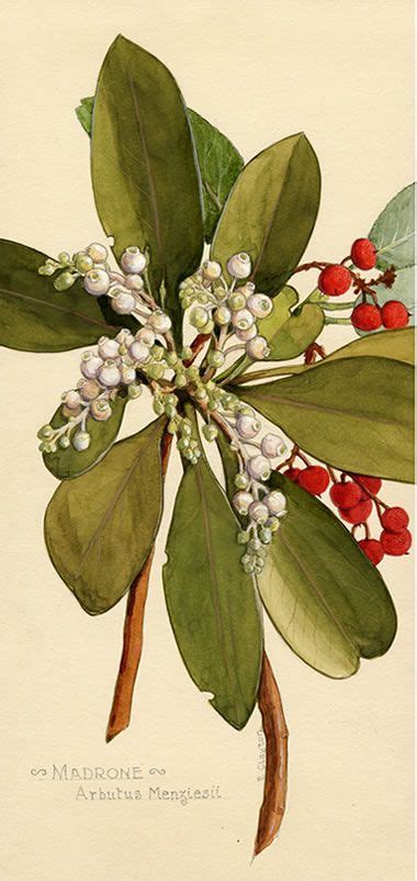 arbutus - botanical drawing style | Botanical drawings, Botanical art, Plant illustration