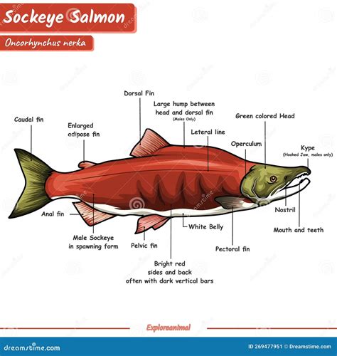 Anatomy of a Sockeye Salmon. Stock Vector - Illustration of parts ...