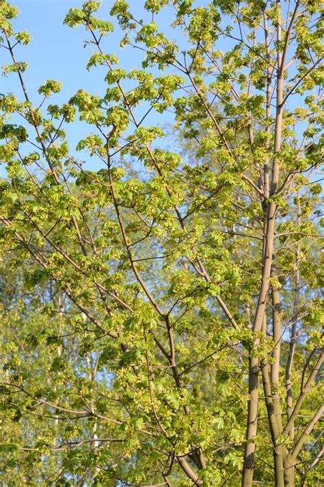 Flowering maple tree stock photo. Image of fresh, growth - 186764624