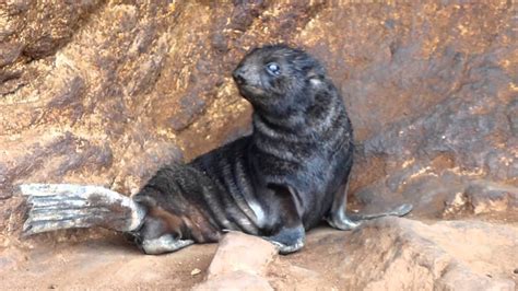 Northern Fur Seal Pup Calls on the Farallon National Wildlife Refuge ...