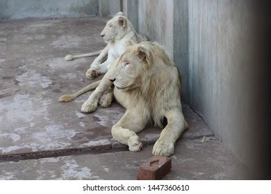 African Lions Cages Spending Life Stock Photo 1447360610 | Shutterstock