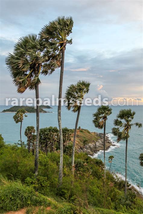 Borassus flabellifer – Palmyra Palm – Buy seeds at rarepalmseeds.com