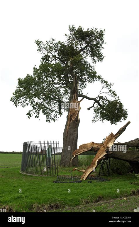 The famous Royal Oak Tree at Boscobel House in Staffordshire England Uk ...