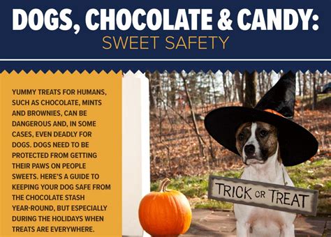 Dogs, Chocolate & Candy: Sweet Safety [Infographic]