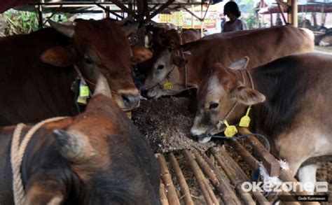 Waspada! Ini 3 Cara Penularan Penyakit Mulut dan Kuku Pada Hewan Ternak Sapi - Wanieta News