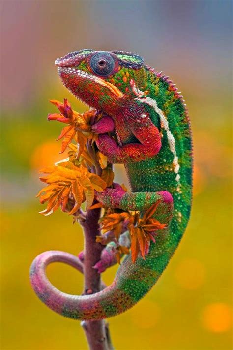 Chameleon in the garden | Cool Animals | Pinterest | Gardens, Beautiful and Panthers