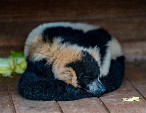 Closeup View of a Sleeping Black and White Ruffed Lemur Stock Photo - Image of ruffed, view ...