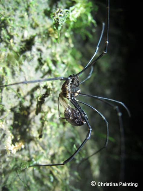 Harvestmen | A Gallery from Afternoons | RNZ National