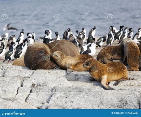 Seals in Antarctica stock image. Image of rock, lovable - 53326237