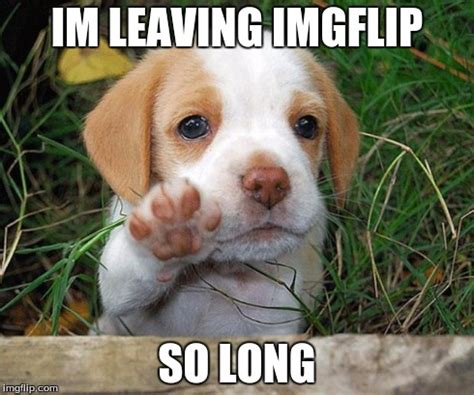 dog puppy bye - Imgflip