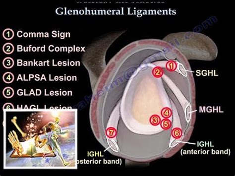 Glenohumeral Ligament Mri