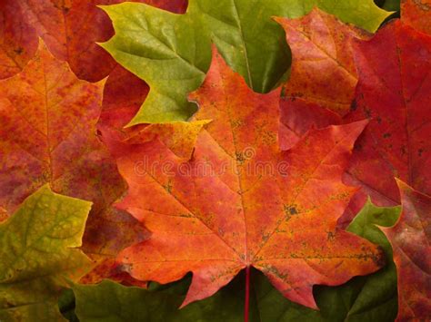 Fall Maple Leaves Background Stock Image - Image of autumnal, season: 55241267