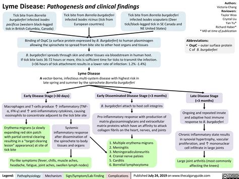 Lyme Disease: Pathogenesis and Clinical Findings | Calgary Guide