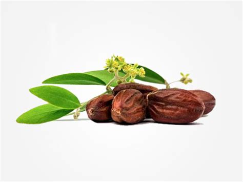 Jojoba Oil for Hair Growth - The ULTIMATE Guide (+ 2 Recipes)