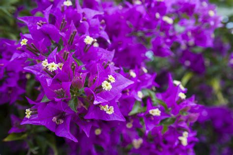 19 Flowers to Paint Your Garden Purple - Sunset Magazine