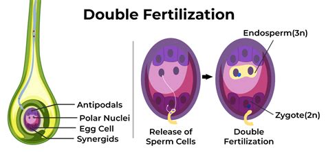 Double Fertilization: Process & Significance