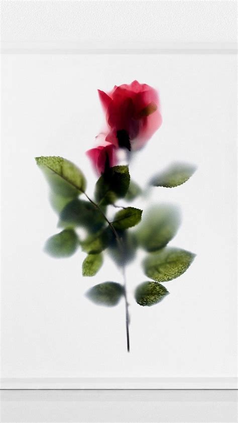 Floral art prints by floracollection.com | Pinterest