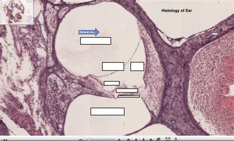 Cochlea Histology Diagram | Quizlet