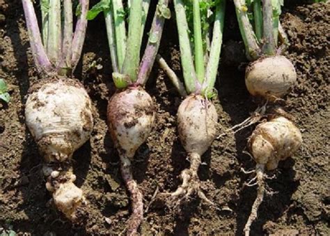 Club Root of Vegetables | University of Maryland Extension